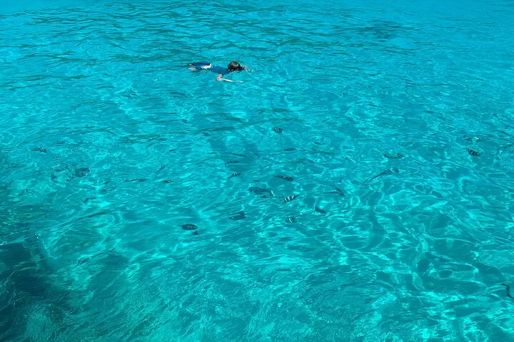 ريف سفاري: غطسٌ وتغذية الأسماك (جماعي) — صورة ٤